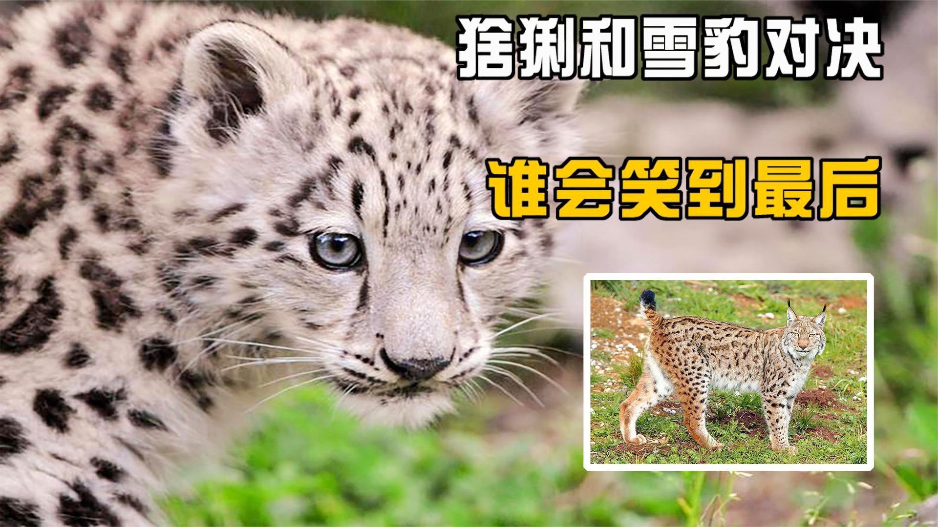 开云体育APP下载-关于甘冈将对阵梅斯：谁能笑到最后？的信息